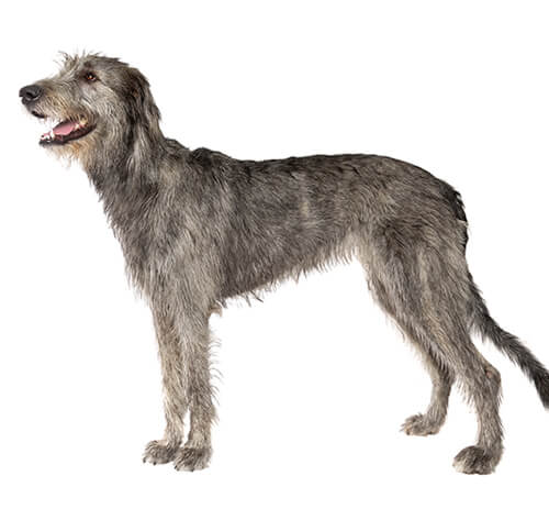 Show me fashion pictures of irish wolfhounds